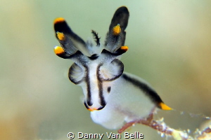 Thecacera sp. posing by Danny Van Belle 